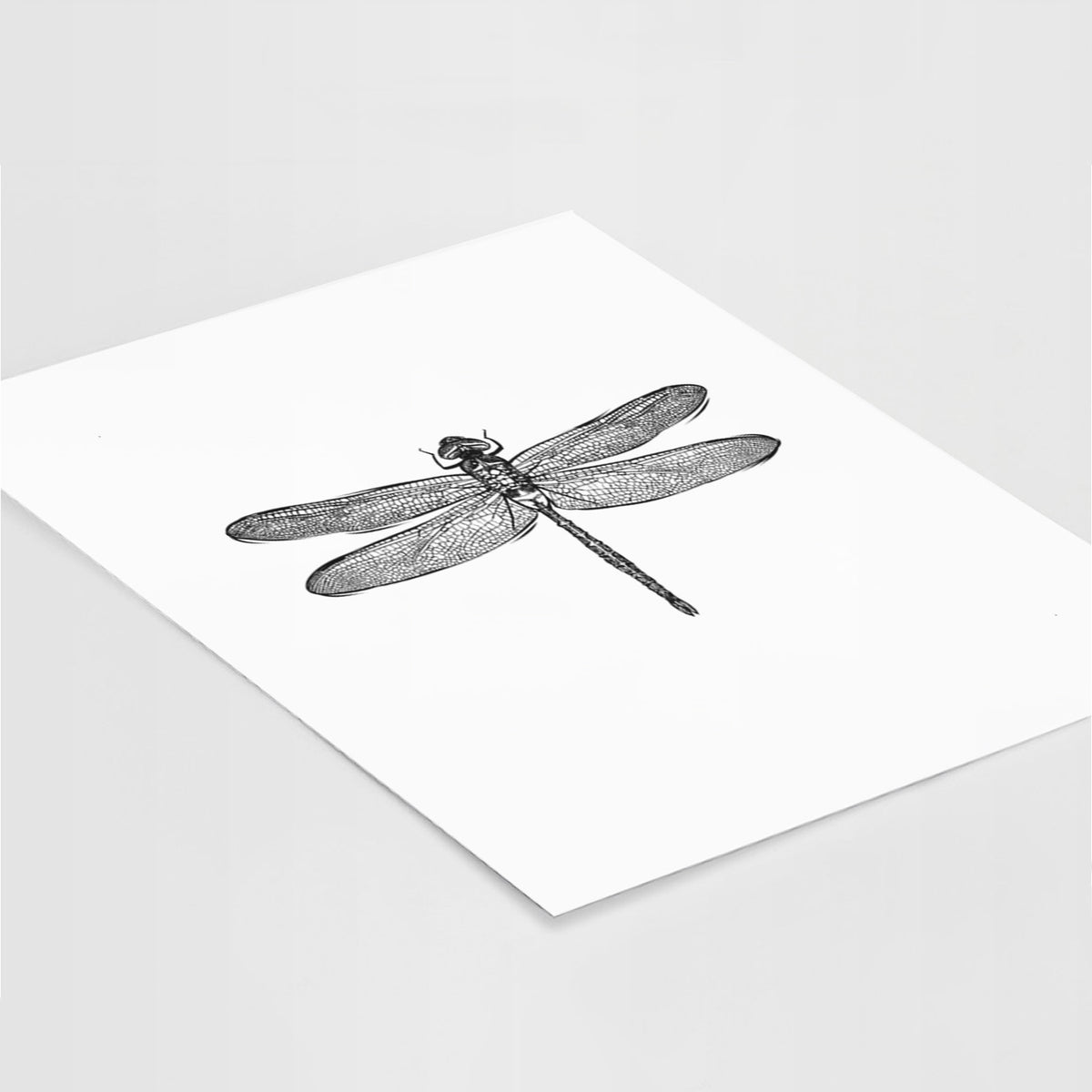 Art print of a detailed black ink illustration of a green darner dragonfly with its wings spread, seen from above, lying at an angle on a white surface.
