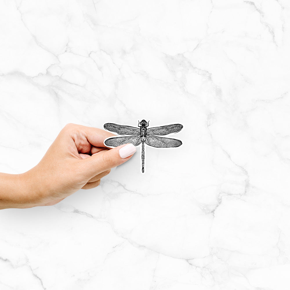 Hand holding a 4 inch vinyl decal of a detailed black ink illustration of a green darner dragonfly with its wings spread, seen from above.