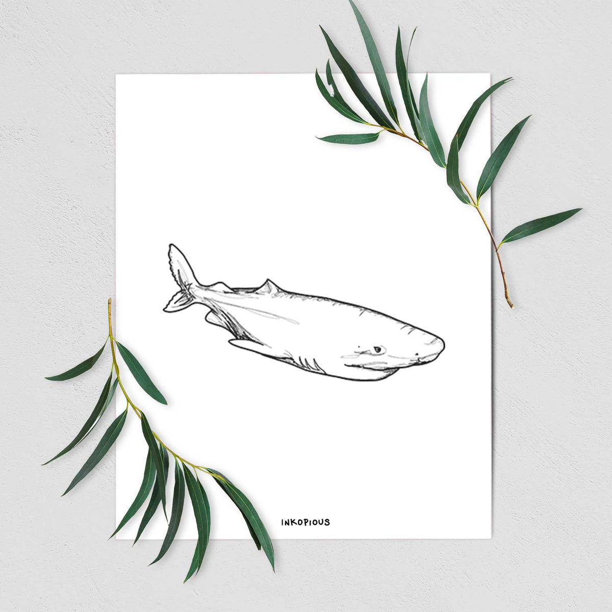 Art print of a black ink illustration of a Greenland shark swimming, shown with eucalyptus leaves.