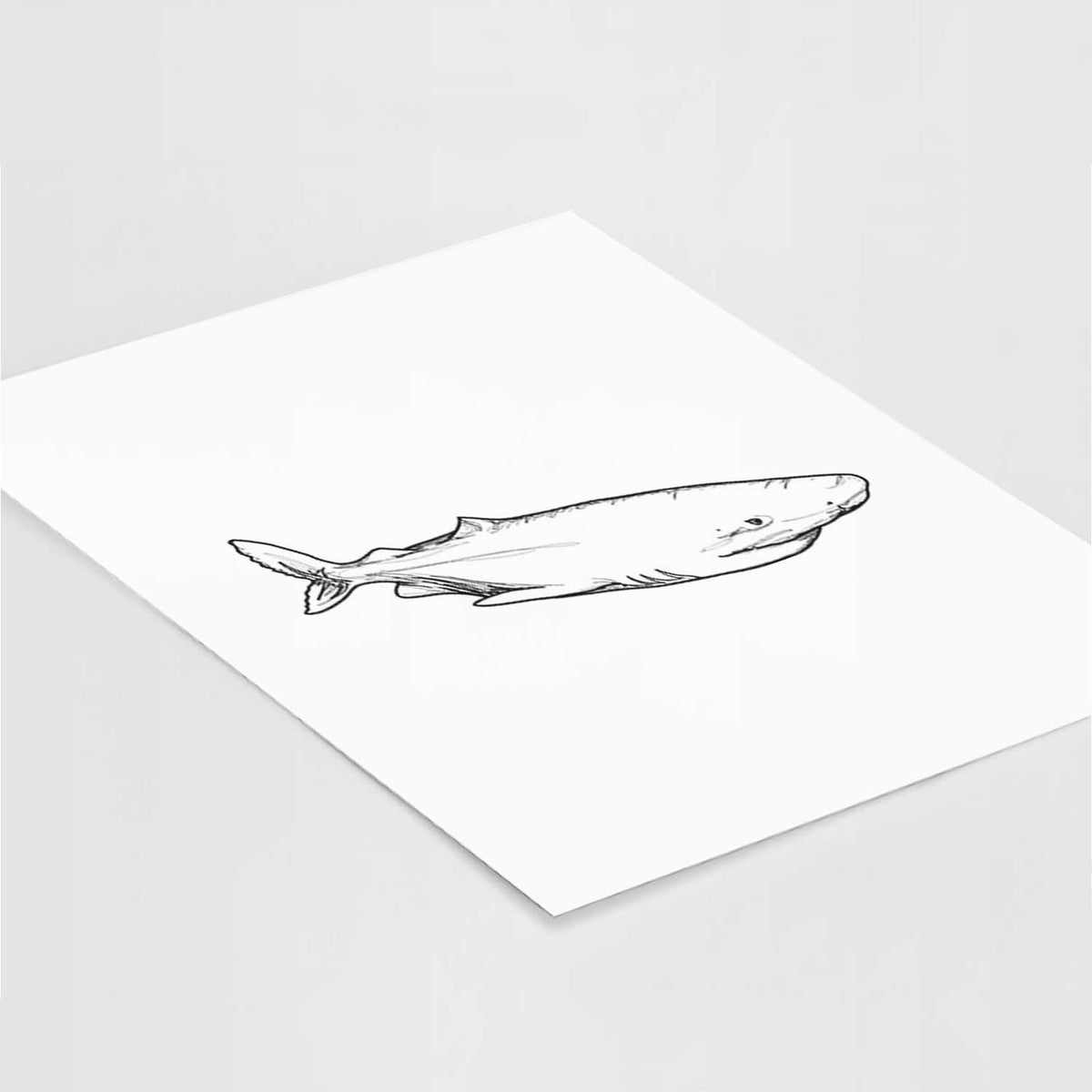 Art print of a black ink illustration of a Greenland shark swimming, lying at an angle on a white surface.