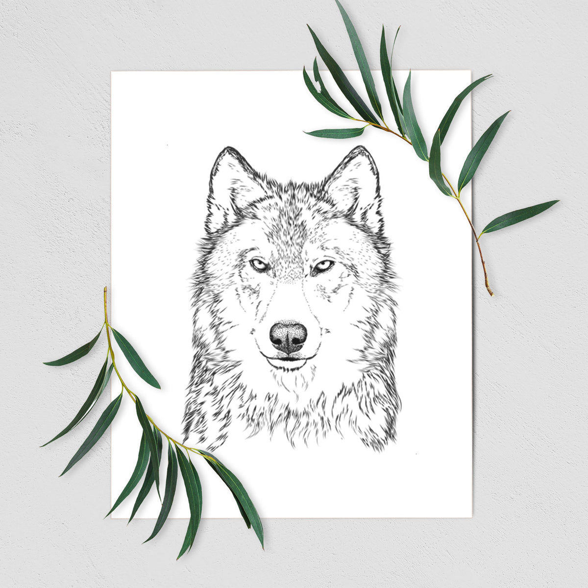 Art print of a detailed black ink portrait of a grey wolf facing forward, shown with eucalyptus leaves.