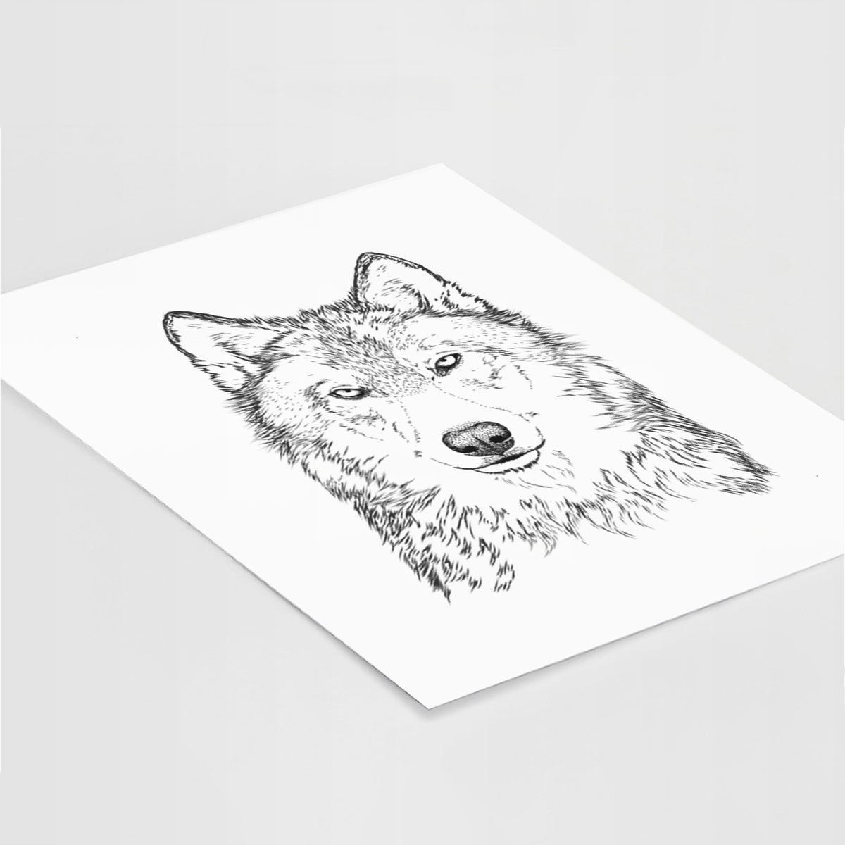 Art print of a detailed black ink portrait of a grey wolf facing forward, lying at an angle on a white surface.