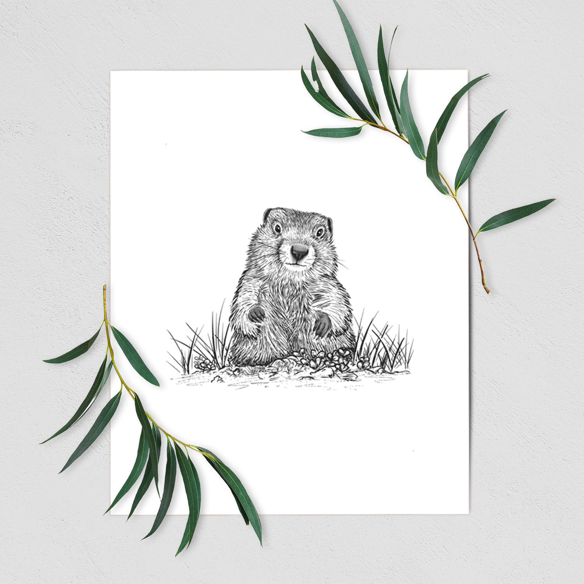 Art print of a black ink illustration of a groundhog peeking out of its burrow among grass, shown with eucalyptus leaves.