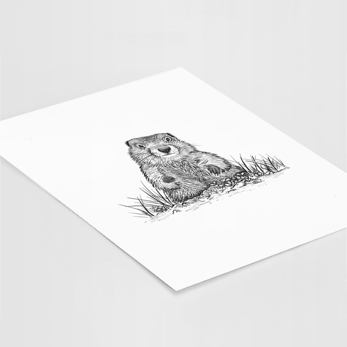 Art print of a black ink illustration of a groundhog peeking out of its burrow among grass, lying at an angle on a white surface.