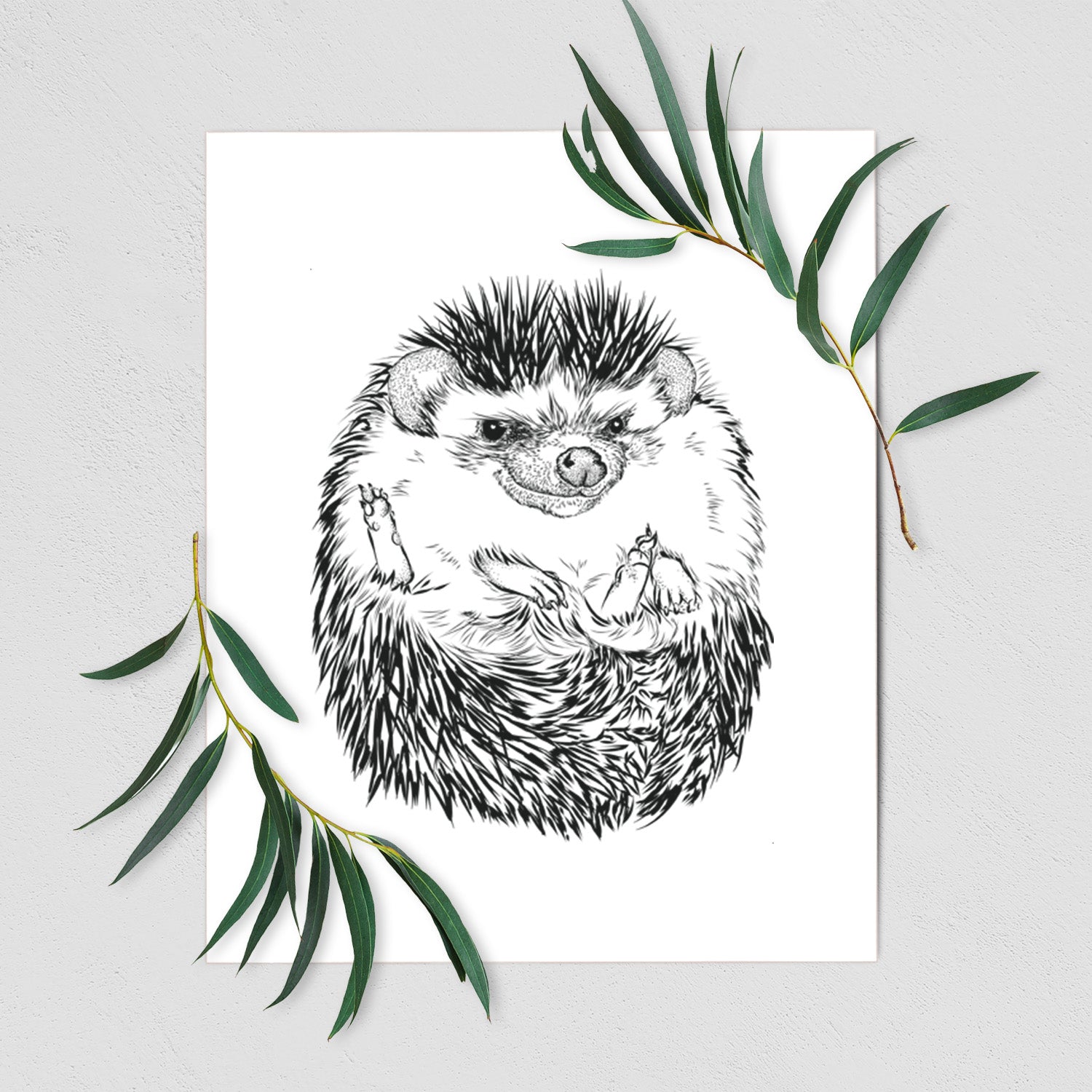 Art print of a detailed black ink illustration of a hedgehog curled up and facing forward, shown with eucalyptus leaves.