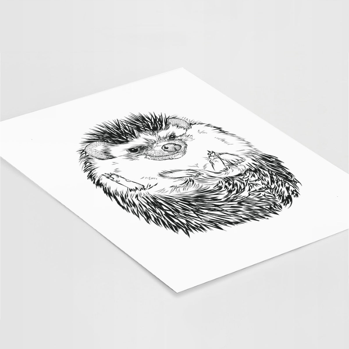 Art print of a detailed black ink illustration of a hedgehog curled up and facing forward, lying at an angle on a white surface.