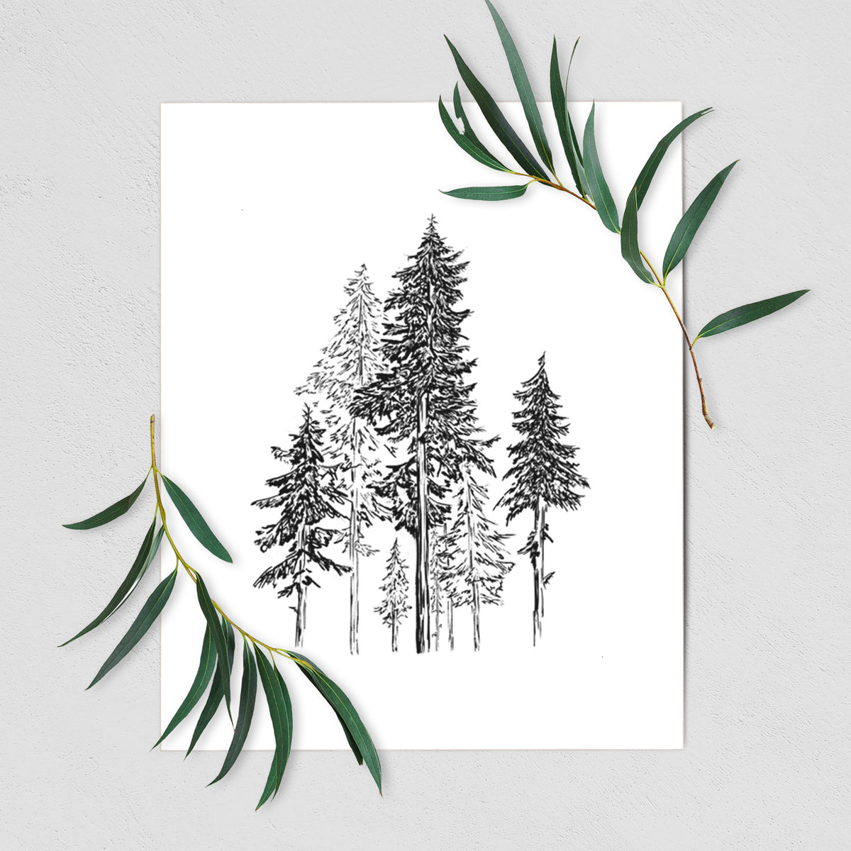 Art print of a black ink illustration of a forest of tall hemlock trees, shown with eucalyptus leaves.