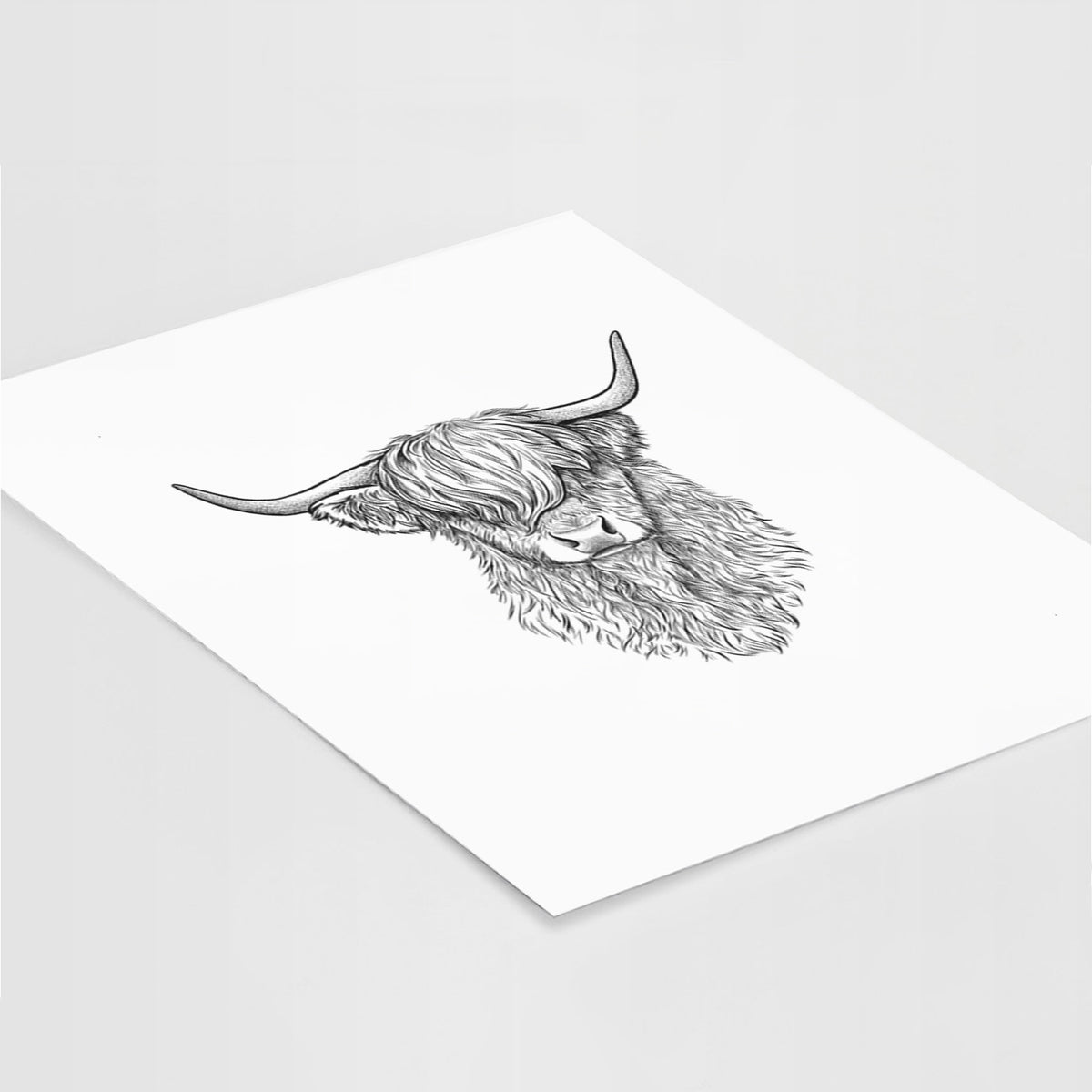 Art print of a detailed black ink portrait of a shaggy highland cow with long curved horns, lying at an angle on a white surface.