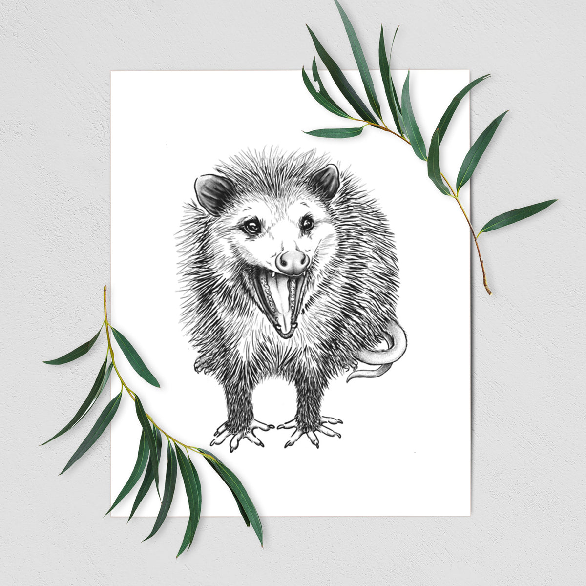 Art print of a detailed black ink illustration of an opossum standing and facing forward, mouth open wide in a hiss, with shaggy fur and its tail curled behind, shown with eucalyptus leaves.