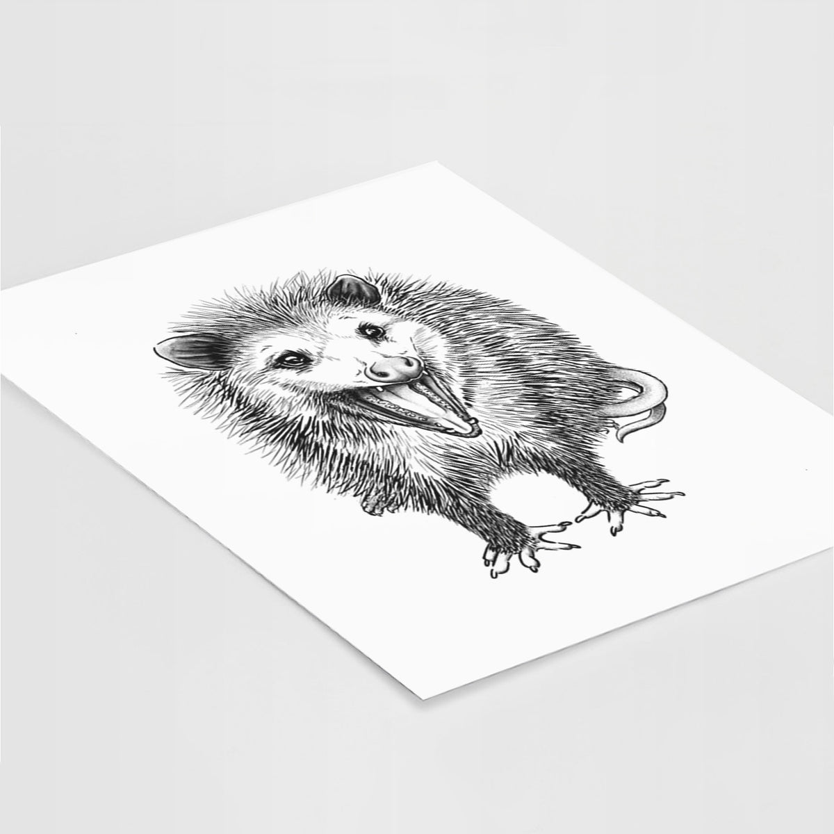 Art print of a detailed black ink illustration of an opossum standing and facing forward, mouth open wide in a hiss, with shaggy fur and its tail curled behind, lying at an angle on a white surface.