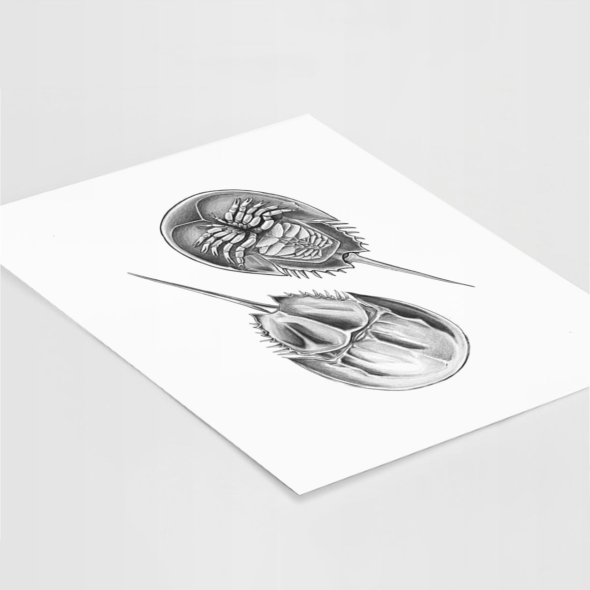 Art print of a detailed black ink illustration of two horseshoe crabs, lying at an angle on a white surface.
