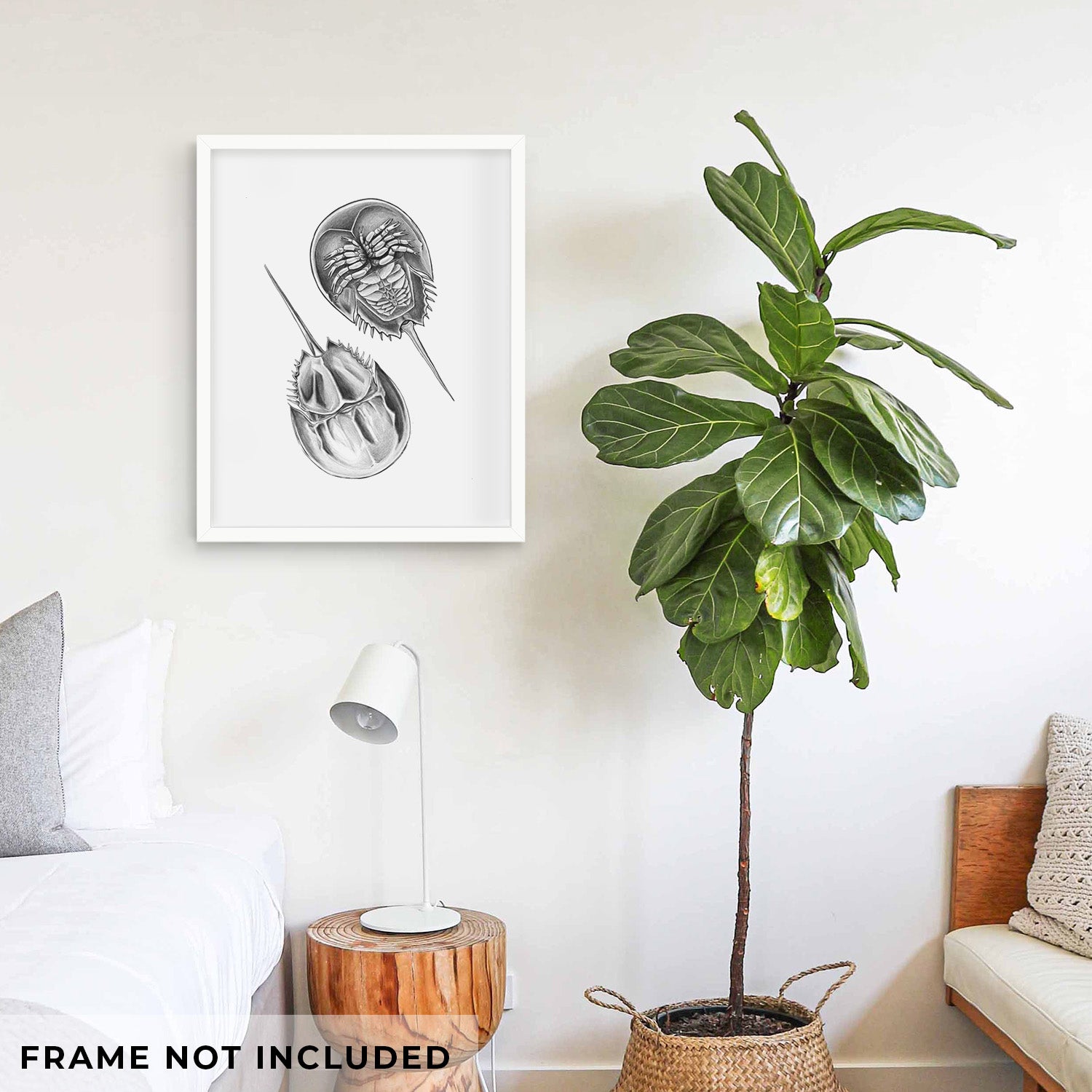 Art print of a detailed black ink illustration of two horseshoe crabs, shown with eucalyptus leaves.