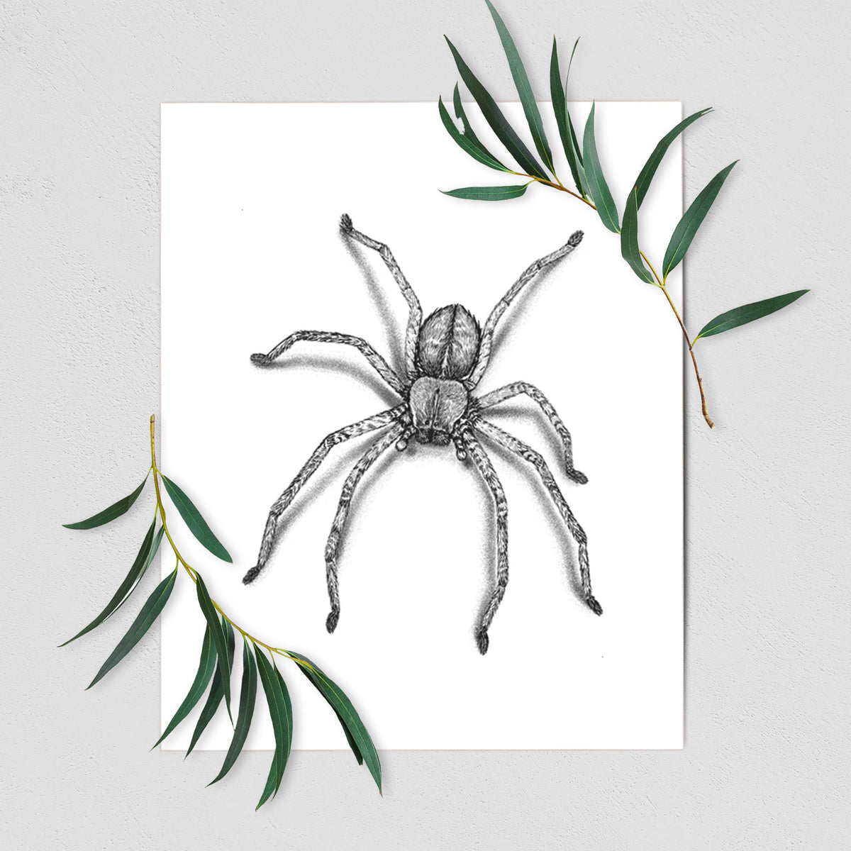 Art print of a detailed black ink illustration of a huntsman spider with long legs spread, shown with eucalyptus leaves.