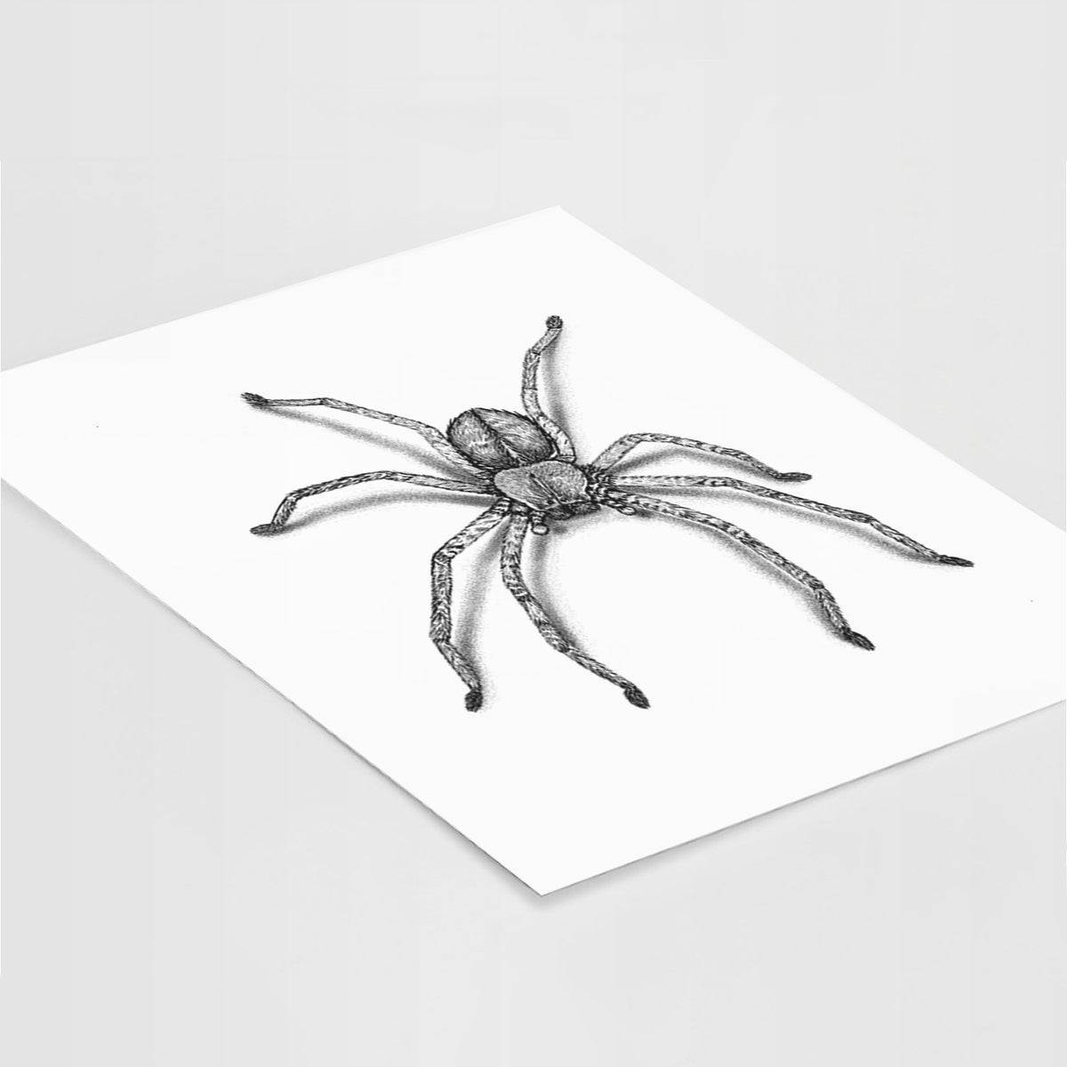 Art print of a detailed black ink illustration of a huntsman spider with long legs spread, lying at an angle on a white surface.