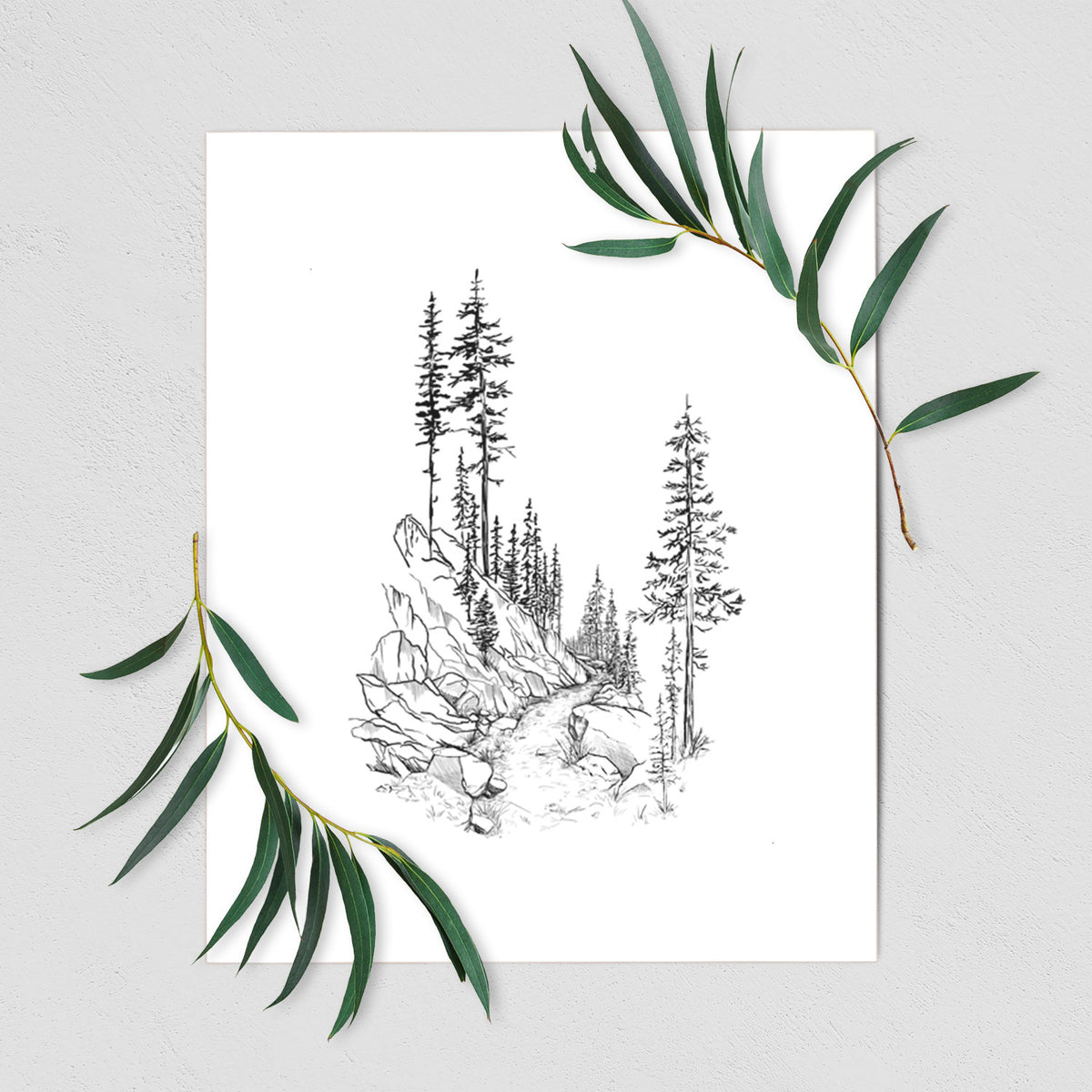 Art print of a black ink illustration of a trail winding past tall pine trees and rocks into the woods, shown with eucalyptus leaves.