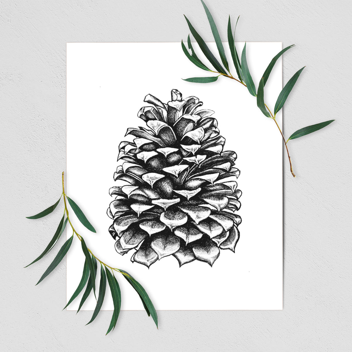 Art print of a detailed black ink illustration of a large Jeffrey pine cone, shown with eucalyptus leaves.