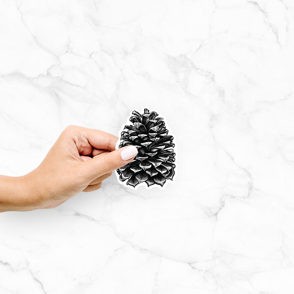 Hand holding a 4 inch vinyl decal of a detailed black ink illustration of a large Jeffrey pine cone.