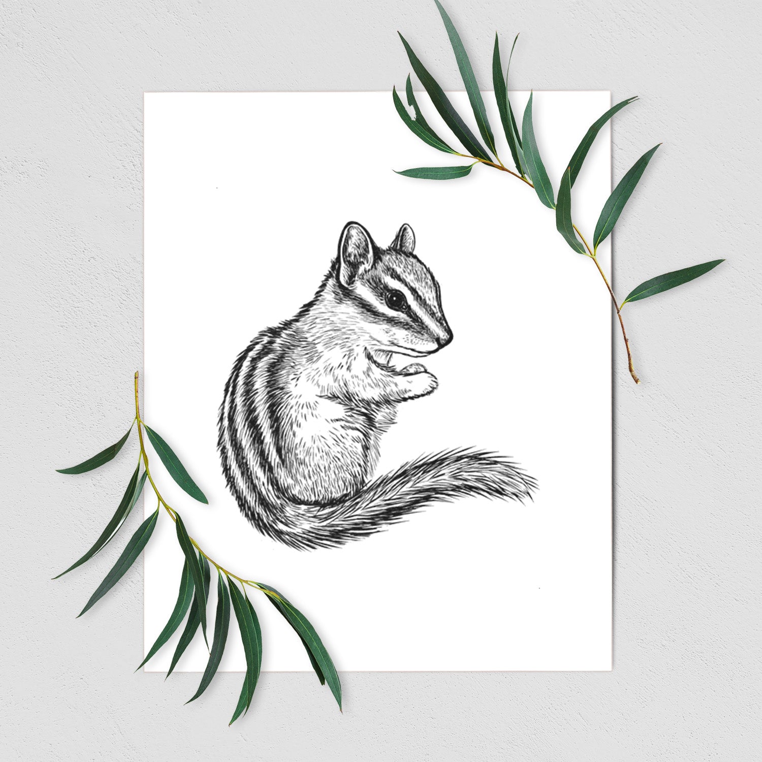 Art print of a detailed black ink illustration of a least chipmunk sitting and holding food in its paws, shown with eucalyptus leaves.