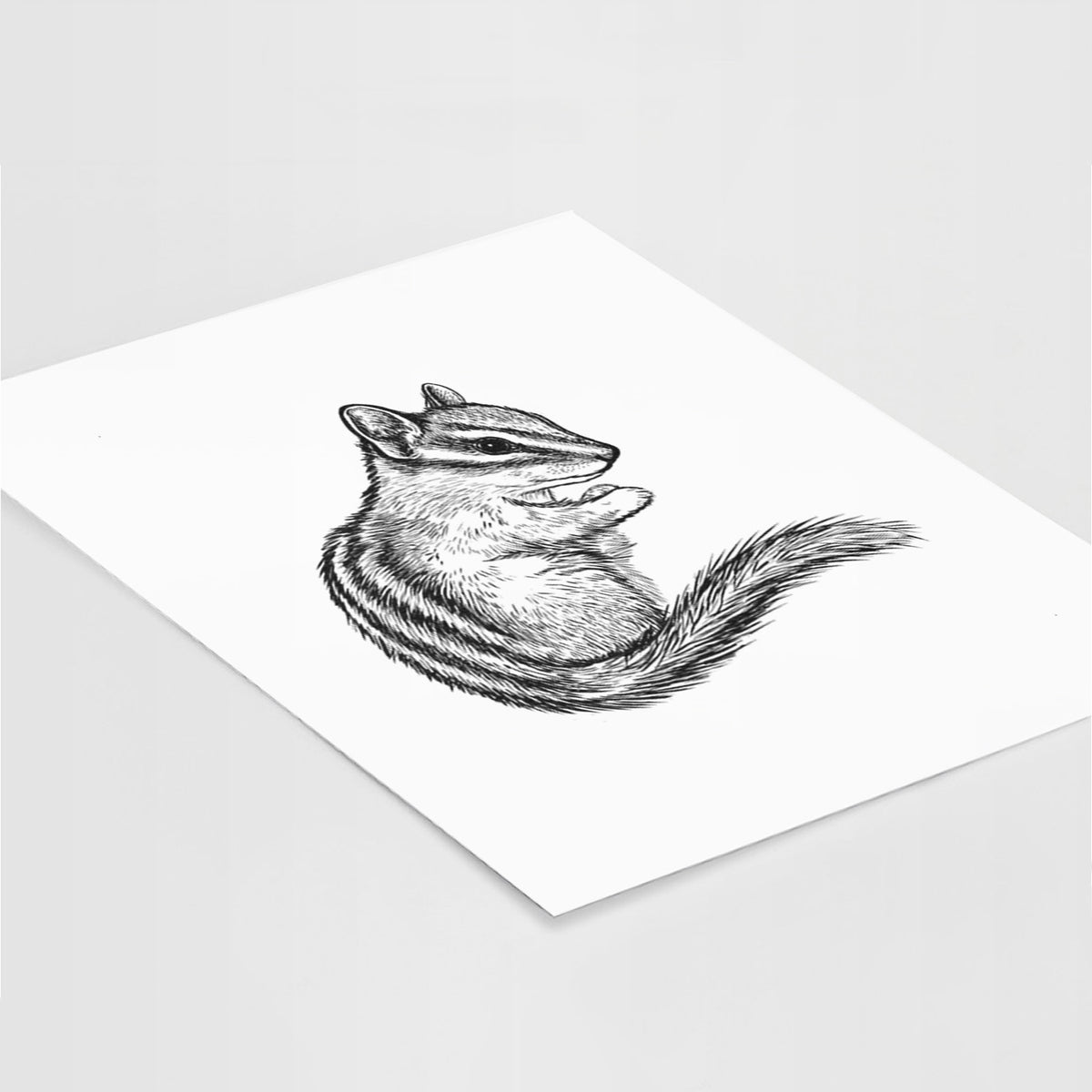 Art print of a detailed black ink illustration of a least chipmunk sitting and holding food in its paws, lying at an angle on a white surface.