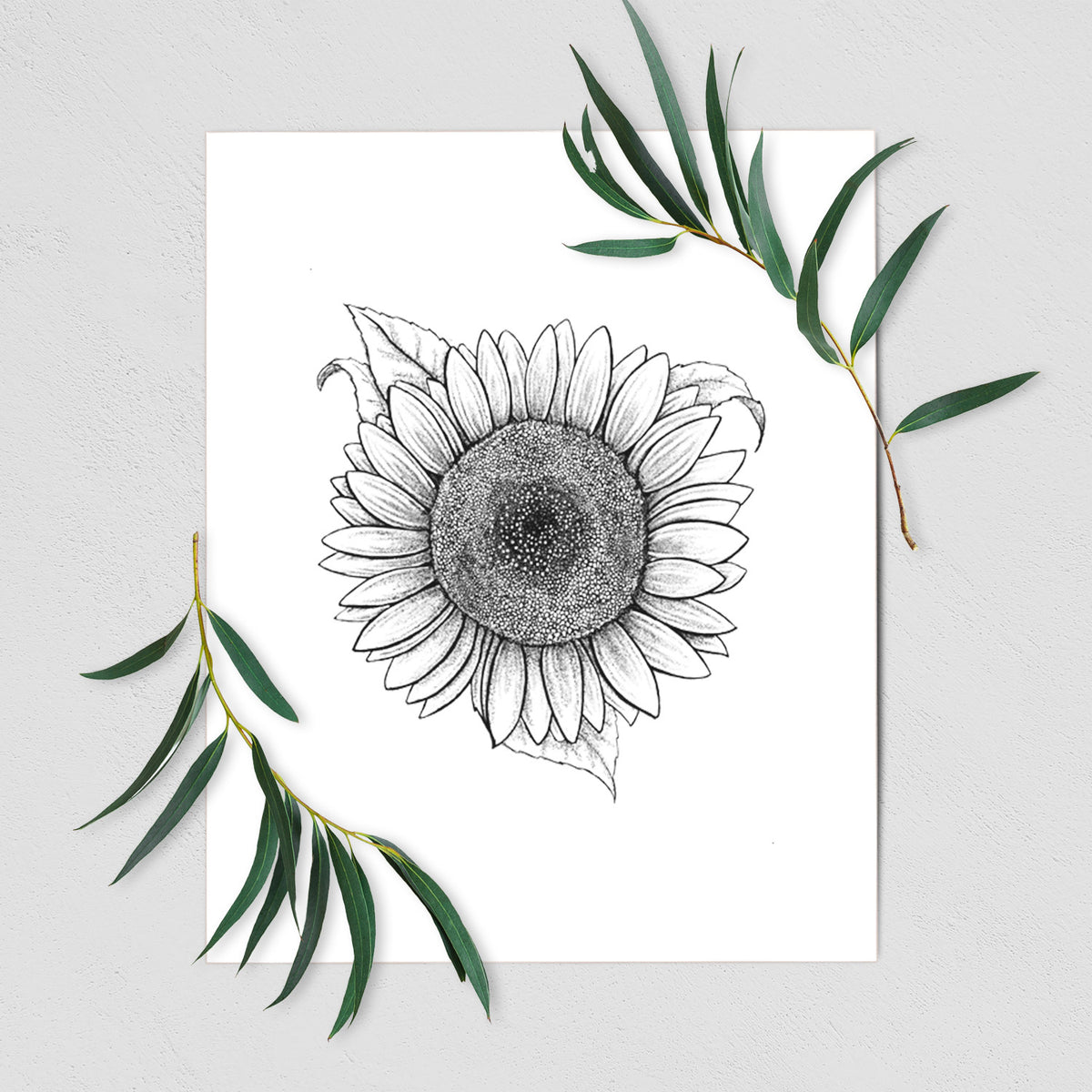 Art print of a detailed black ink line drawing of a Lemon Queen sunflower in bloom, shown with eucalyptus leaves.