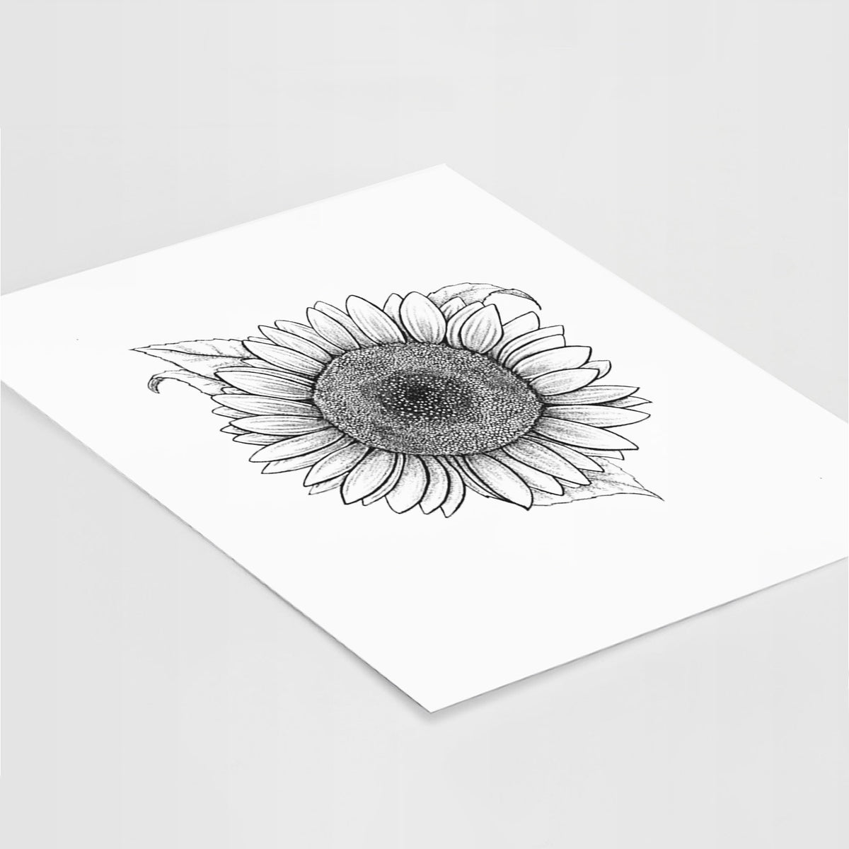 Art print of a detailed black ink line drawing of a Lemon Queen sunflower in bloom, lying at an angle on a white surface.