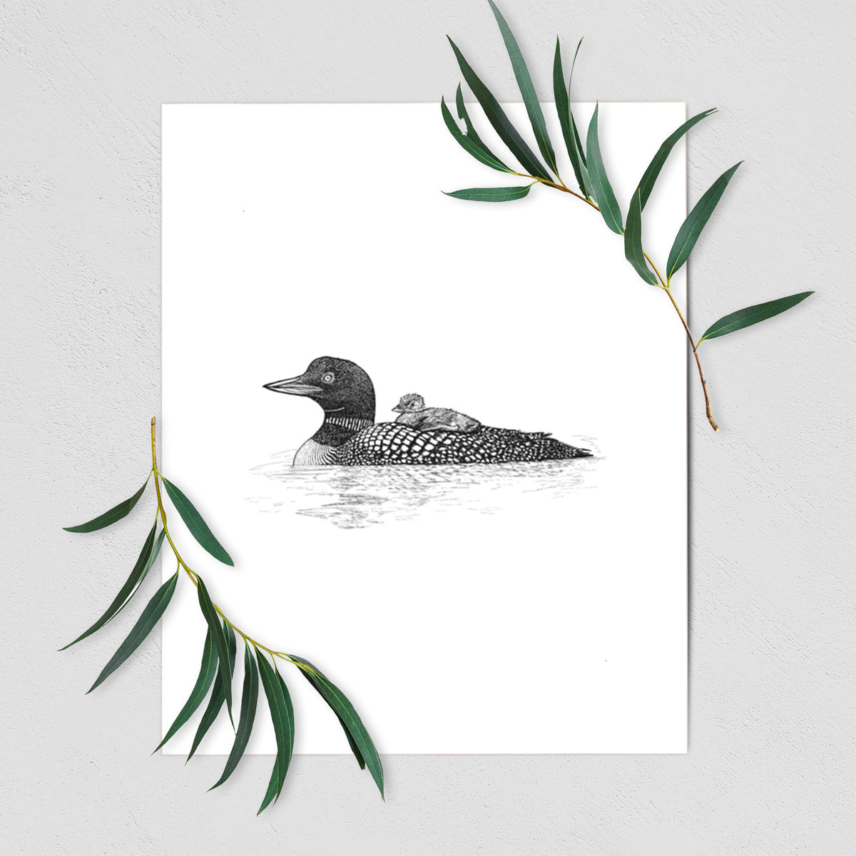 Art print of a black ink sketch of a common loon floating on water with a chick riding on its back, shown with eucalyptus leaves.
