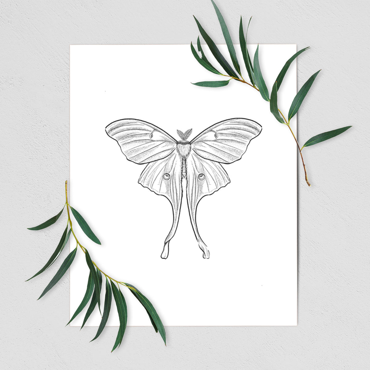 Art print of a black ink line drawing of a luna moth with long trailing tails on its wings, shown with eucalyptus leaves.