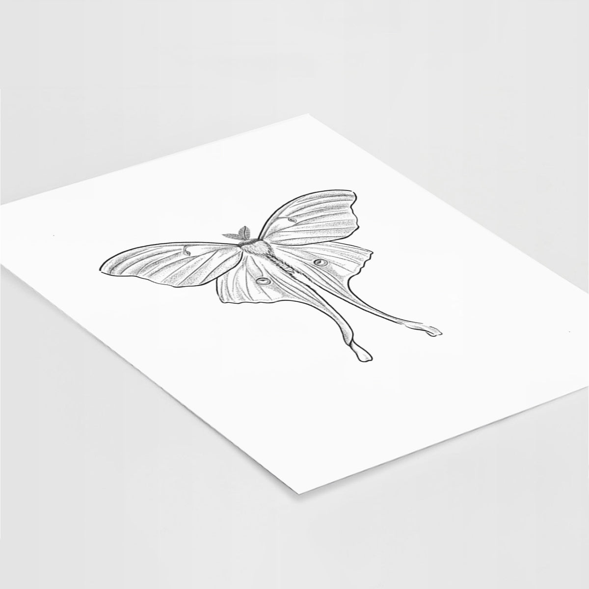 Art print of a black ink line drawing of a luna moth with long trailing tails on its wings, lying at an angle on a white surface.