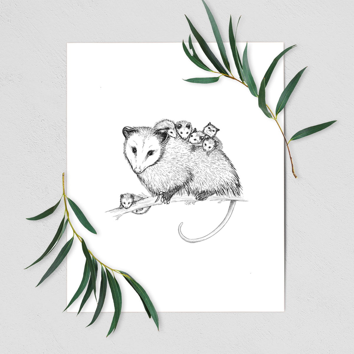 Art print of a black ink illustration of a mother opossum on a branch carrying her babies on her back, shown with eucalyptus leaves.