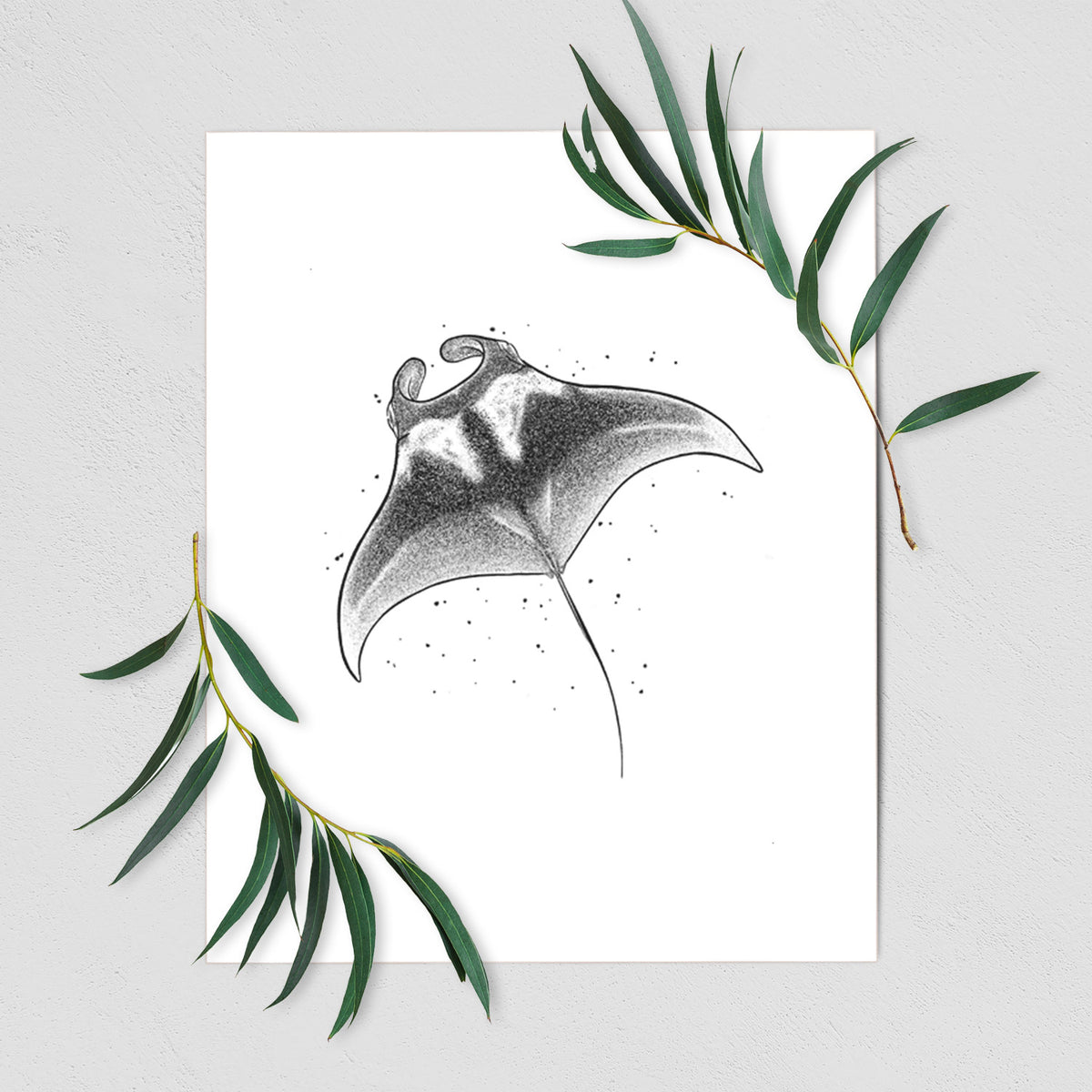 Art print of a black ink illustration of a manta ray gliding, shown with eucalyptus leaves.