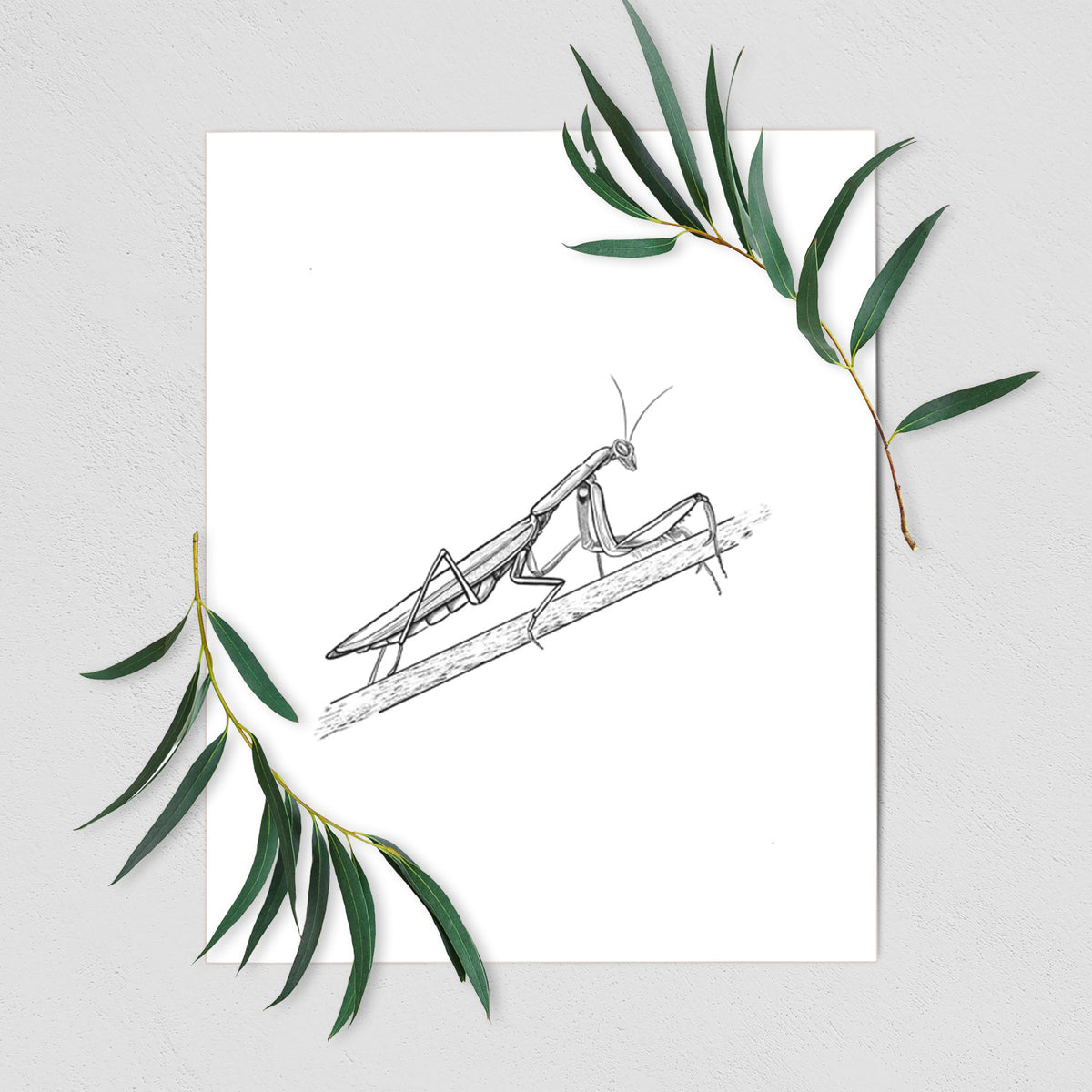 Art print of a detailed black ink illustration of a praying mantis on a stem, shown with eucalyptus leaves.