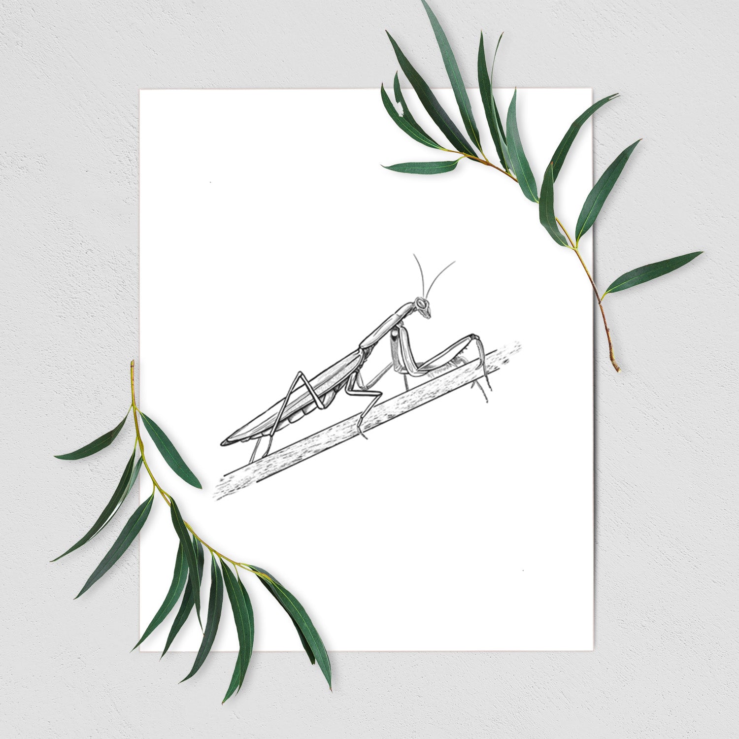 Art print of a detailed black ink illustration of a praying mantis on a stem, shown with eucalyptus leaves.