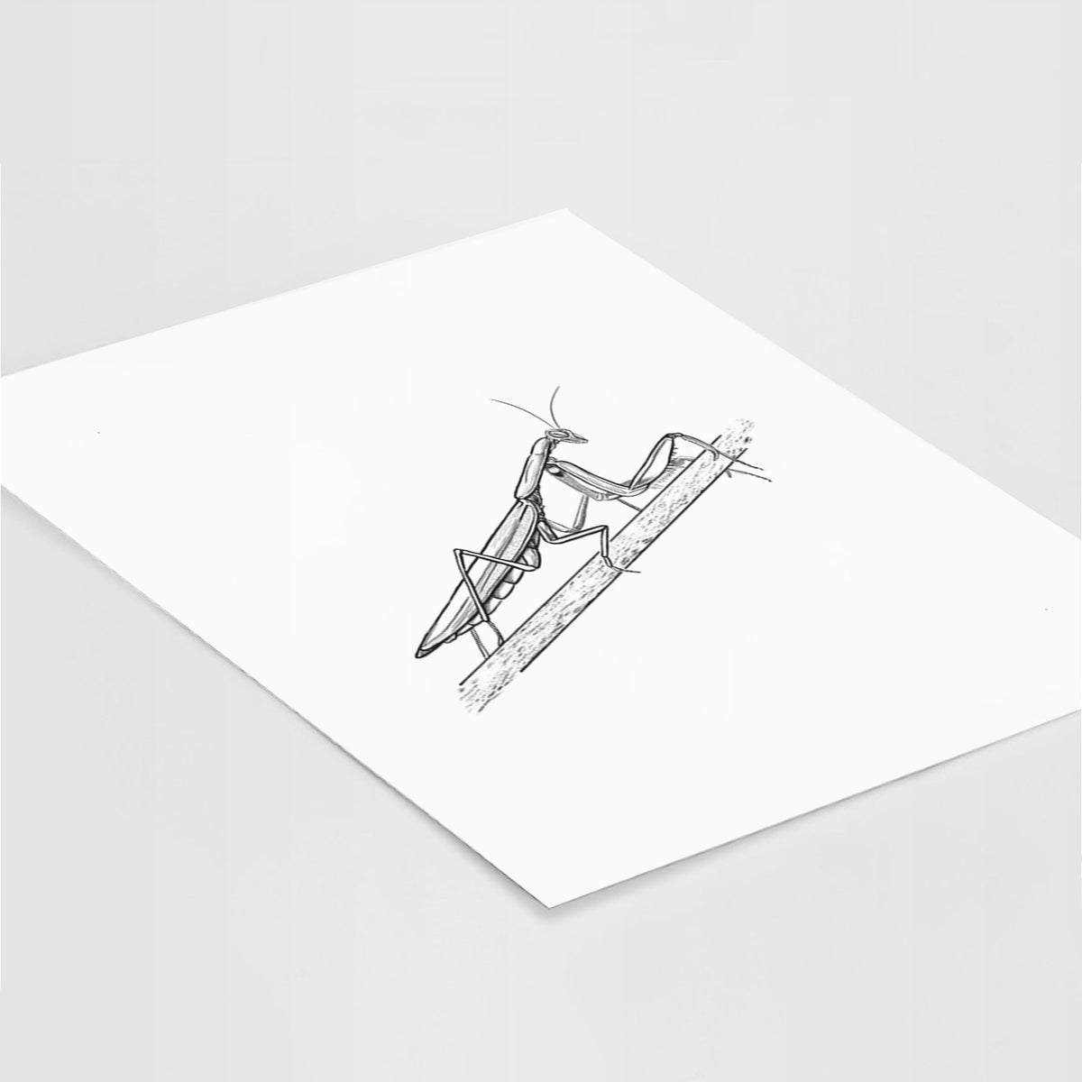 Art print of a detailed black ink illustration of a praying mantis on a stem, lying at an angle on a white surface.