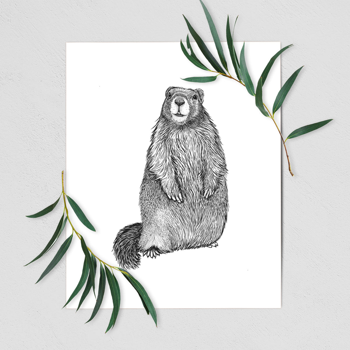 Art print of a detailed black ink illustration of a marmot standing upright, shown with eucalyptus leaves.