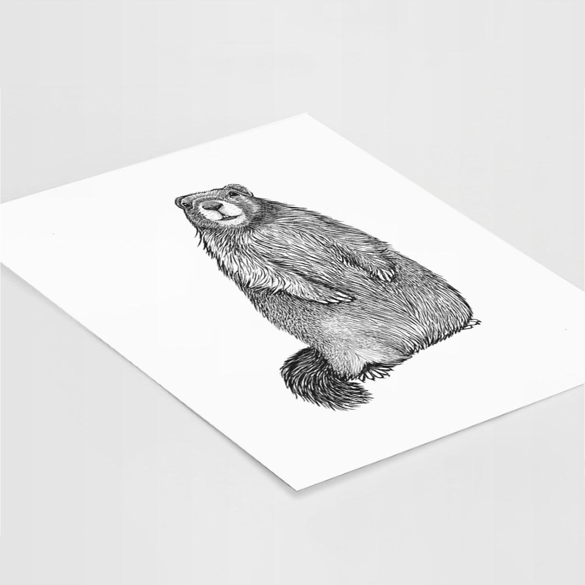 Art print of a detailed black ink illustration of a marmot standing upright, lying at an angle on a white surface.