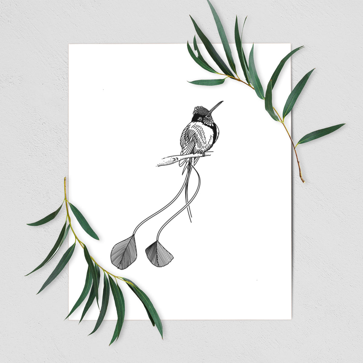 Art print of a black ink illustration of a marvelous spatuletail hummingbird perched, with its two long racket-tipped tail feathers, shown with eucalyptus leaves.