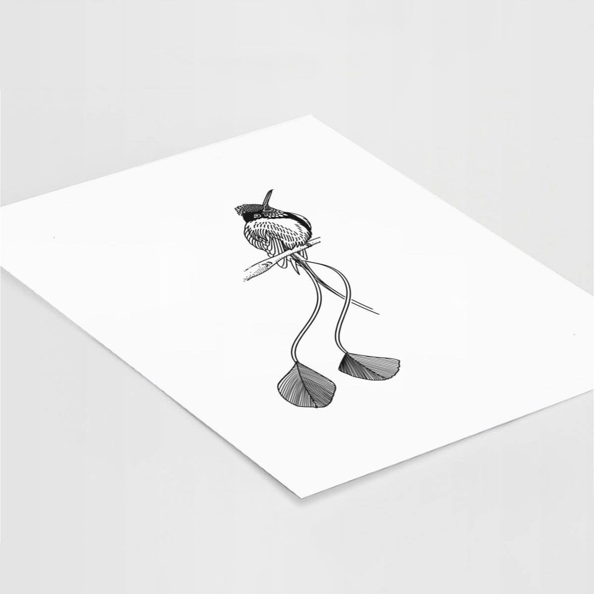Art print of a black ink illustration of a marvelous spatuletail hummingbird perched, with its two long racket-tipped tail feathers, lying at an angle on a white surface.