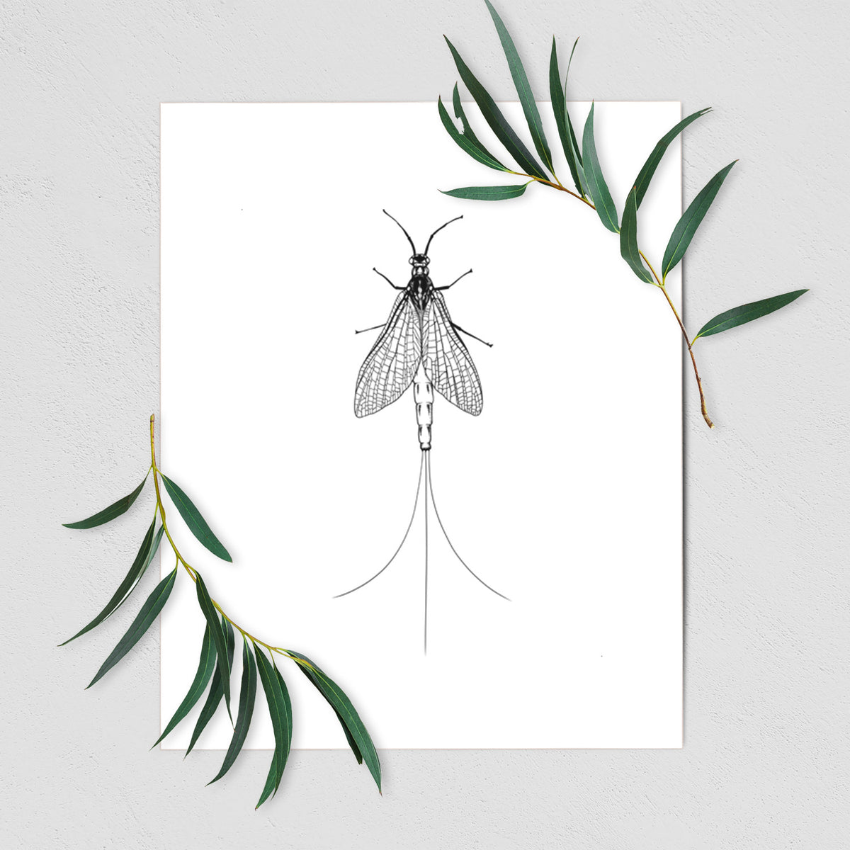 Art print of a detailed black ink illustration of a mayfly with its wings raised and long tail filaments, shown with eucalyptus leaves.