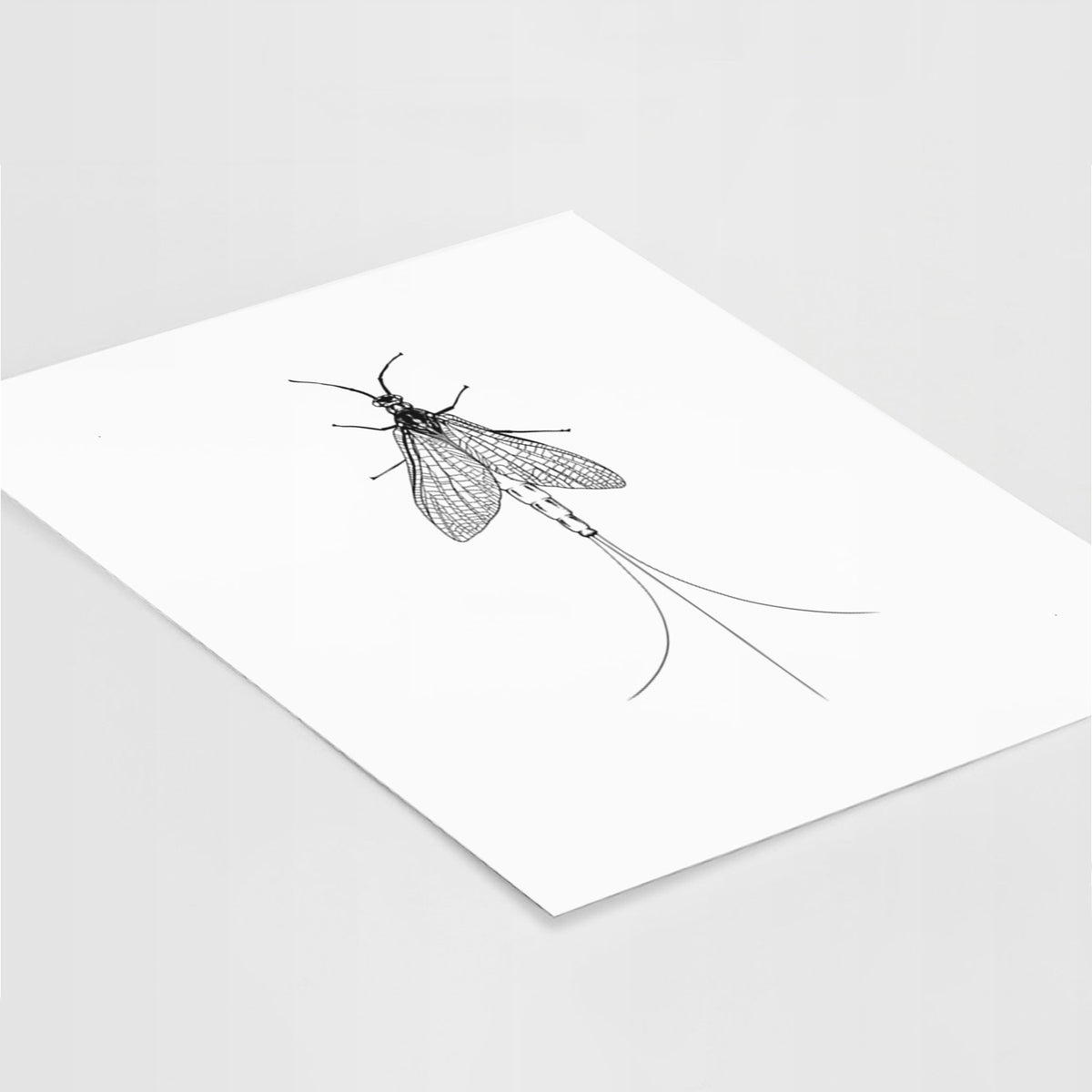 Art print of a detailed black ink illustration of a mayfly with its wings raised and long tail filaments, lying at an angle on a white surface.