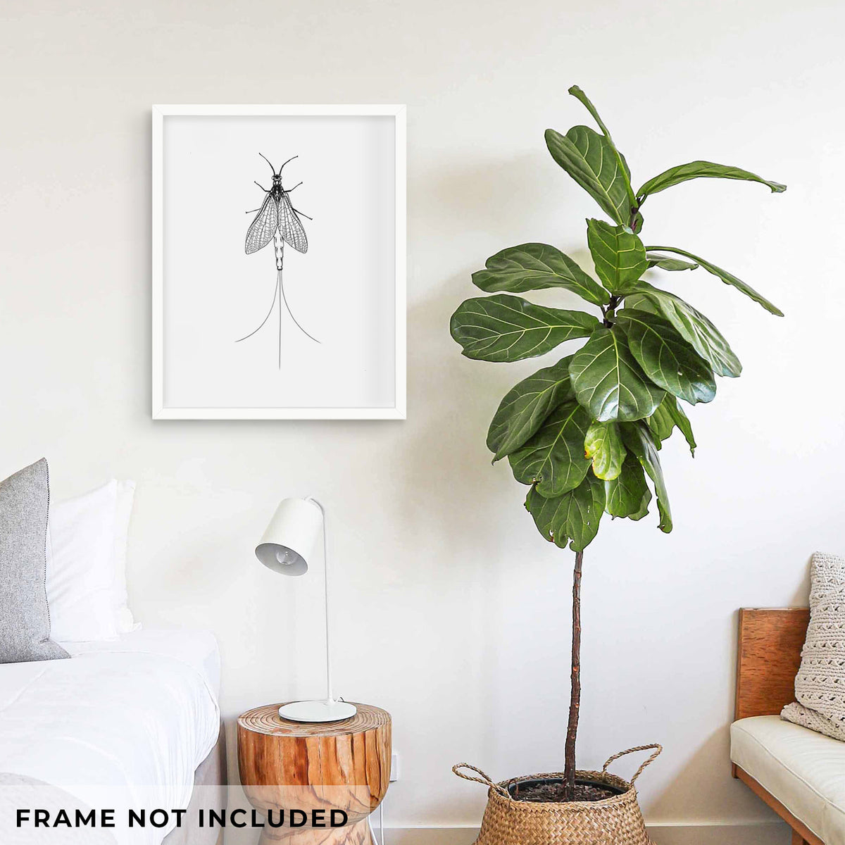 Art print of a detailed black ink illustration of a mayfly with its wings raised and long tail filaments, shown framed on a living room wall beside a potted plant. Frame not included.