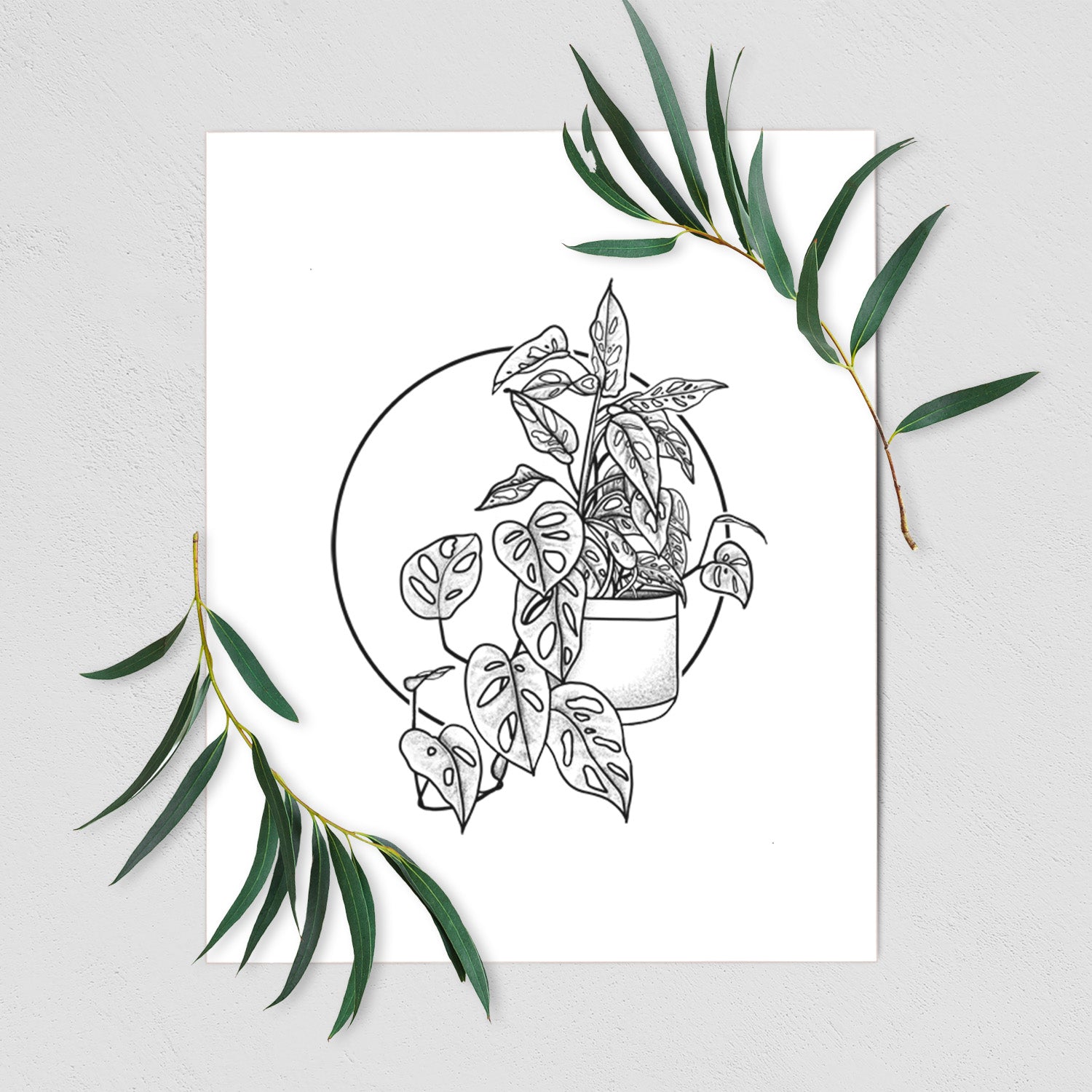 Art print of a black ink illustration of a potted Monsteradansonii plant with trailing vines in front of a circle, shown with eucalyptus leaves.