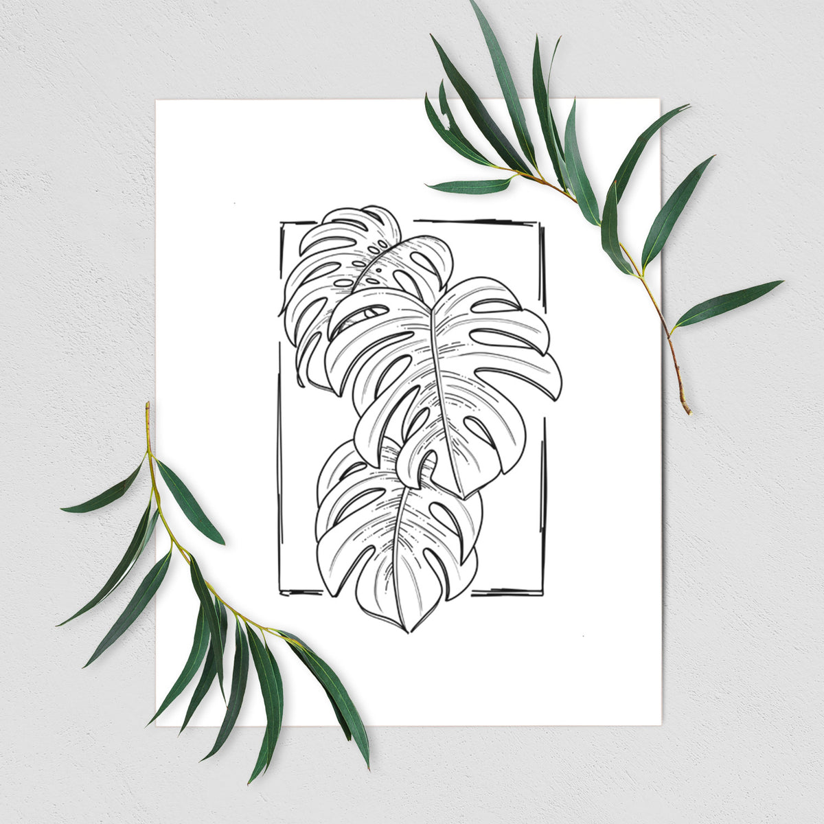 Art print of a black ink line drawing of Monstera deliciosa leaves inside a rectangle outline, shown with eucalyptus leaves.