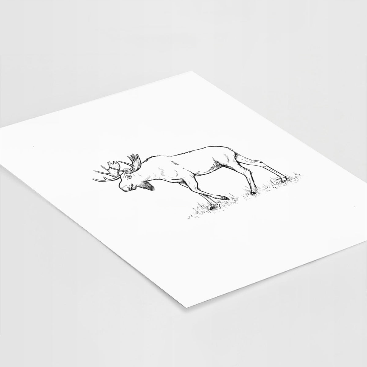 Art print of a black ink illustration of a bull moose with broad antlers walking, lying at an angle on a white surface.