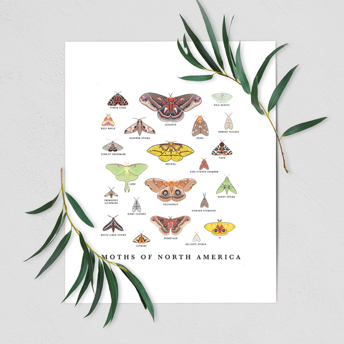 Art print of a full-color chart of North American moths, each labeled with its species, shown with eucalyptus leaves.