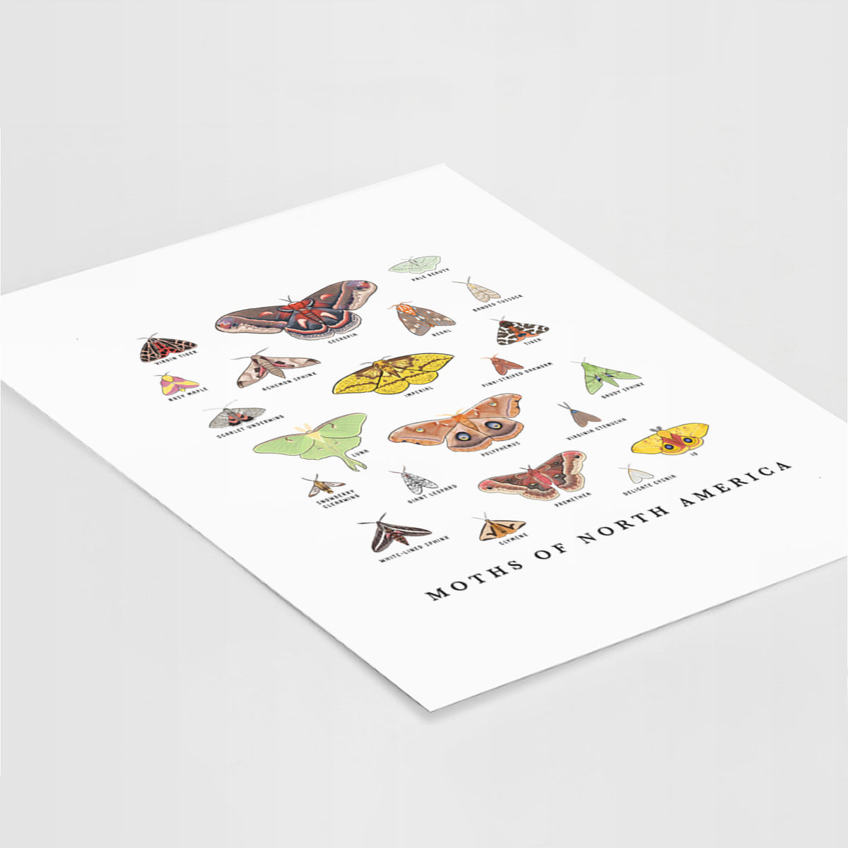 Art print of a full-color chart of North American moths, each labeled with its species, lying at an angle on a white surface.