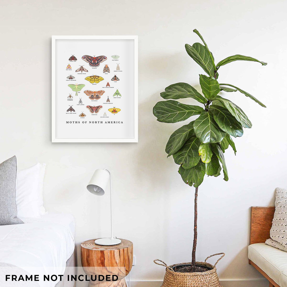 Art print of a full-color chart of North American moths, each labeled with its species, shown framed on a living room wall beside a potted plant. Frame not included.