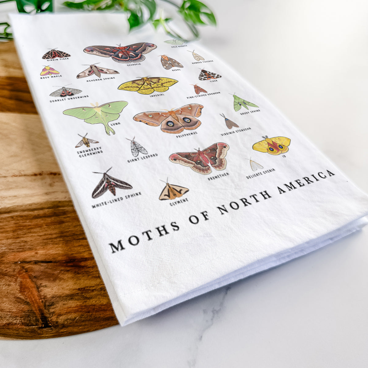 Close-up of a folded white tea towel on a wooden board, showing a full-color chart of North American moths, each labeled with its species.