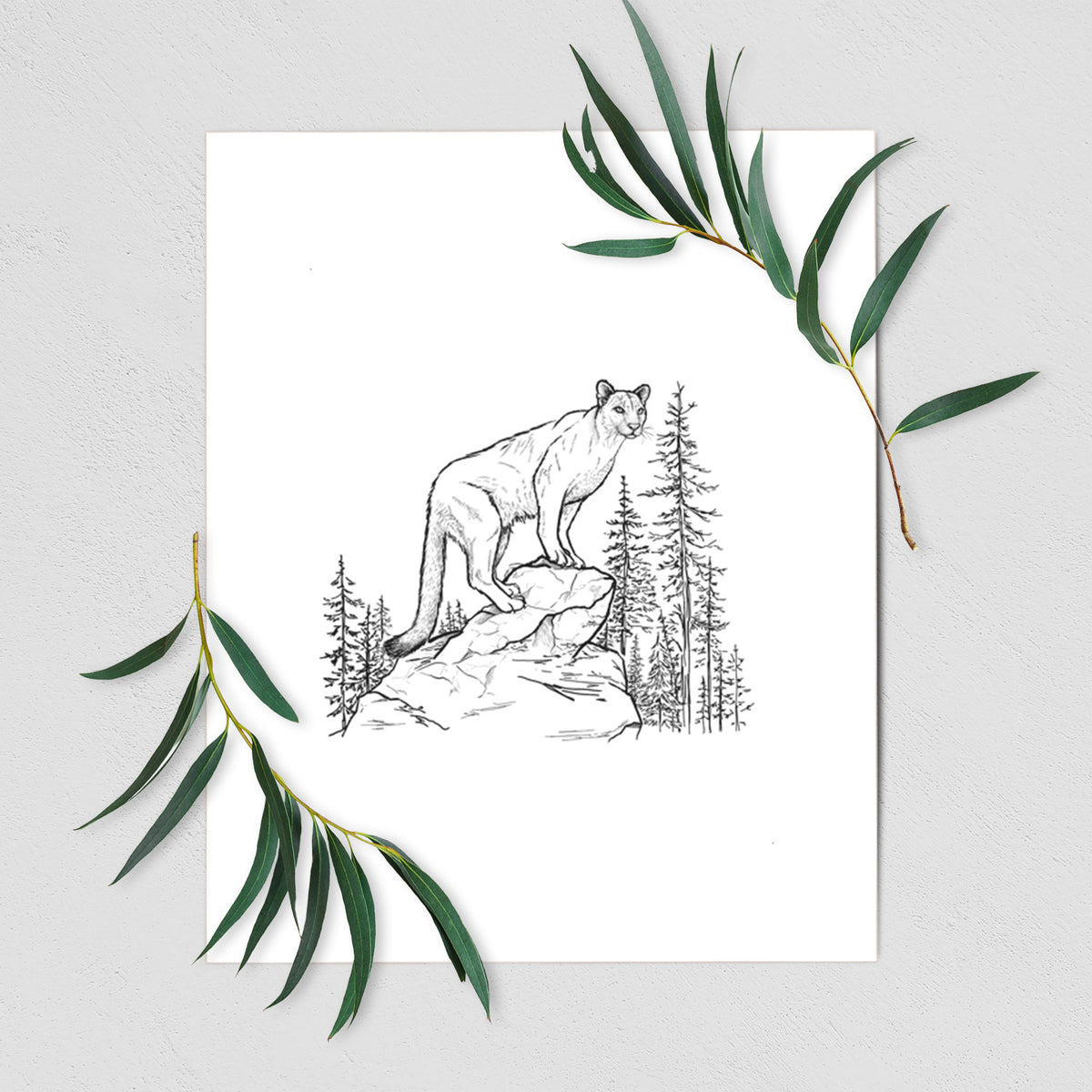 Art print of a black ink illustration of a mountain lion standing on a rocky ledge among pine trees, shown with eucalyptus leaves.