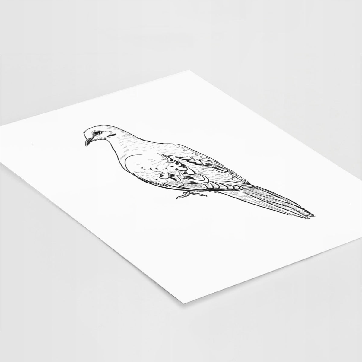 Art print of a detailed black ink sketch of a mourning dove perched, lying at an angle on a white surface.