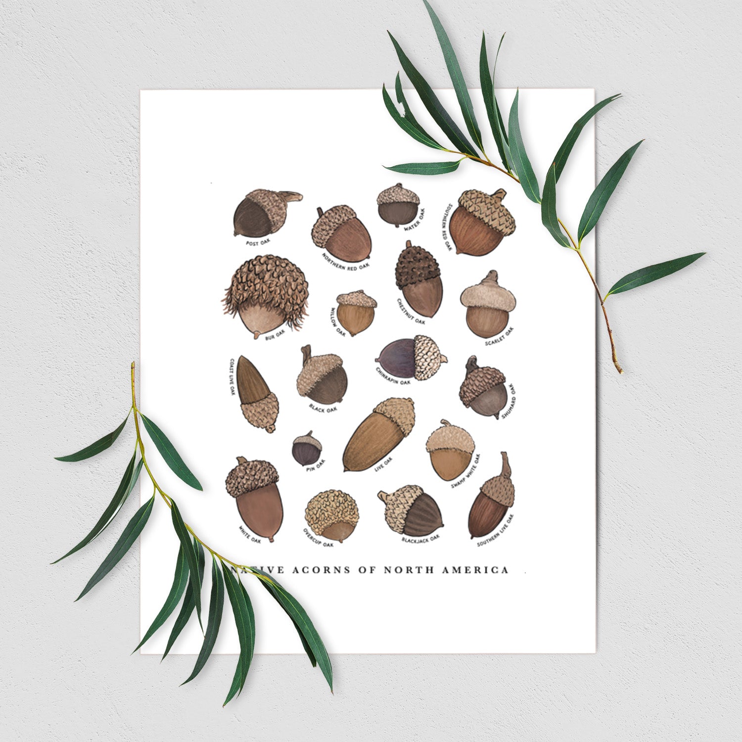 Art print of a full-color chart of North American acorns, each labeled with its oak species, shown with eucalyptus leaves.